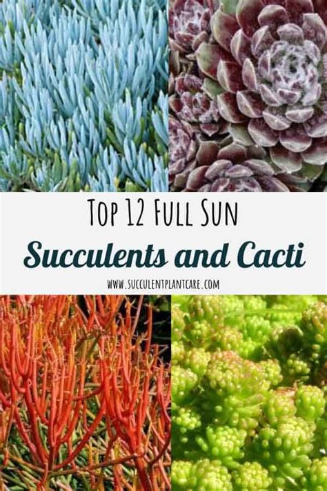 Top 12 Cacti And Succulents For Full Sun Succulent Plant Care