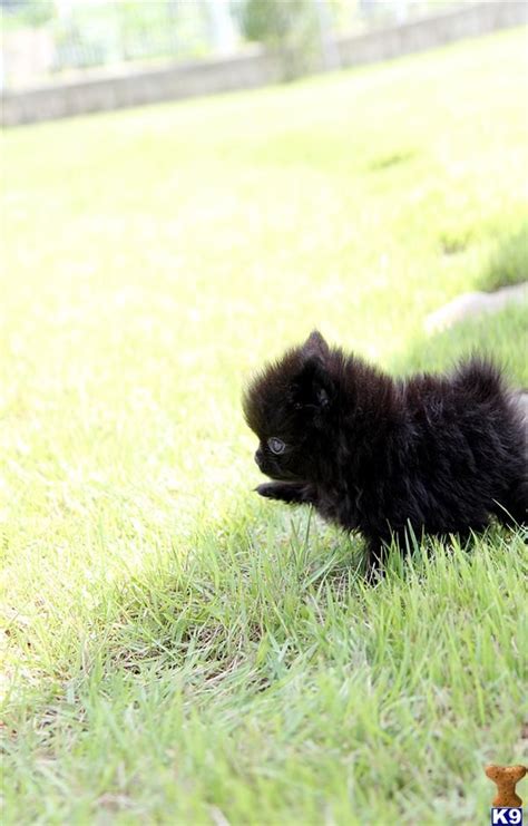 Pomeranian Puppy For Sale Poshfairytail Black Pomeranian Teacup 9