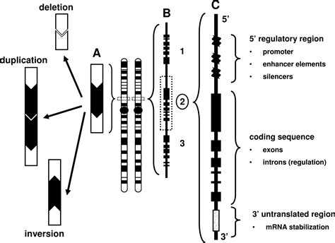 Copy Number Variation In The Human Genome And Its Implications For