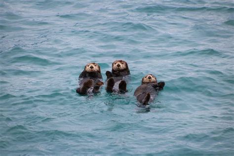 Sea Otters At Risk Are Sea Otters Endangered Marinepatch