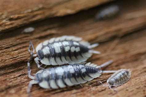 Sex Determination Mating And Reproducing Of Isopods Insektenliebe