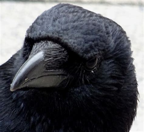 Crow Up Close Free Stock Photo Public Domain Pictures