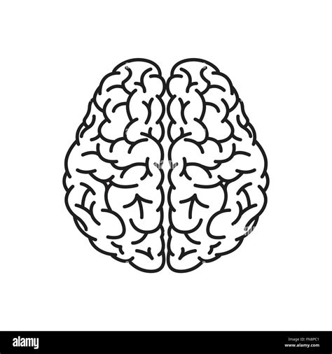 Brain Outline High Resolution Stock Photography And Images Alamy