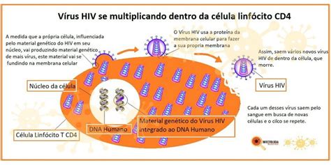 Como O Vírus Hiv Age No Organismo Humano Dra Keilla Freitas