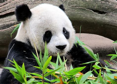 Life With Dylan Endangered Species Monday Giant Panda