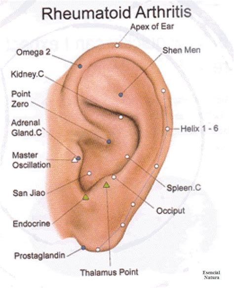 Acupuncture Points Ear Reflexology Acupuncture