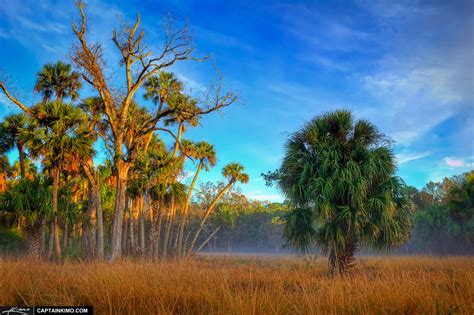 Foggy Morning Field With Palm Tree At Riverbend Park Hdr Photography