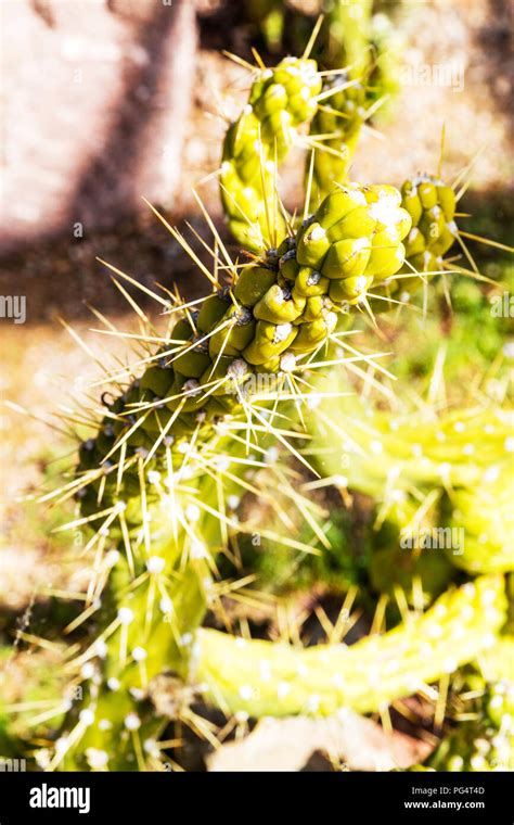 Eves Pin Cacti Hi Res Stock Photography And Images Alamy