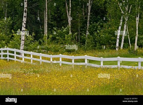 Roadside Wildflowers And White Fence Greater Sudbury Ontario Canada