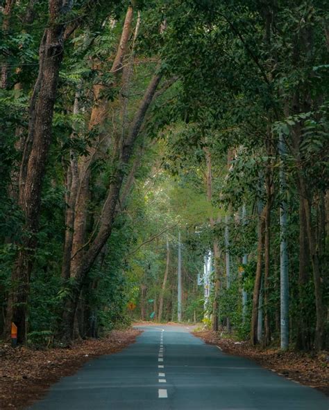 9 Hutan Yang Dikenal Paling Angker Di Indonesia Kamu Pernah Ke Sini