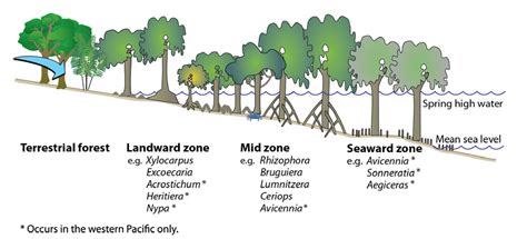 1 The Three Zones Typical Of Mangrove Habitats In The Tropical Pacific