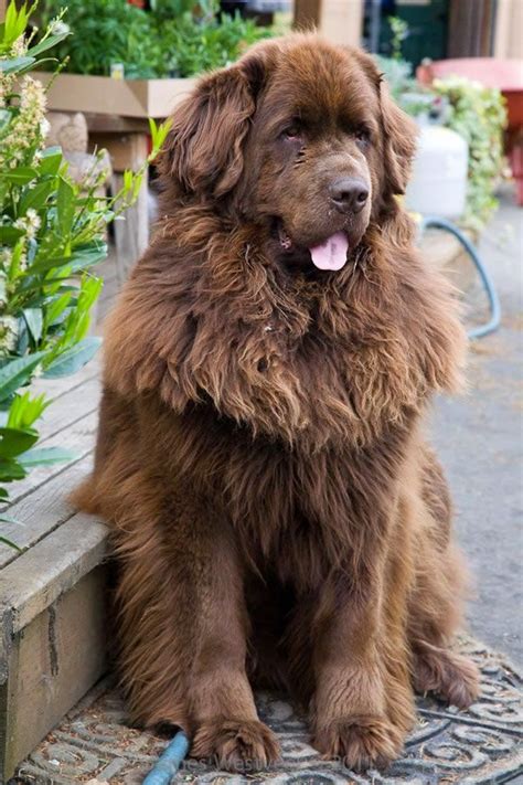 The Other Friends Top 5 Largest Dog Breeds Brown Newfoundland Dog