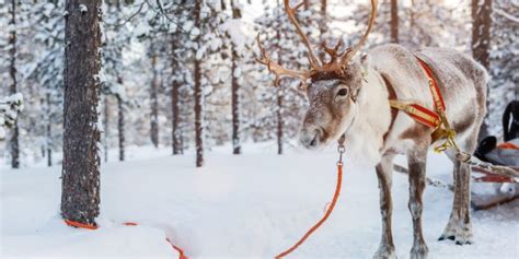 Why You Have To Visit The Lapland In Norway Winter Forest Reindeer