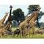 The 10 Best African Safari Countries  Africa 2020/21