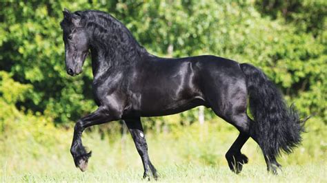 What Is The Most Expensive Horse Breed In The World Top 20 List