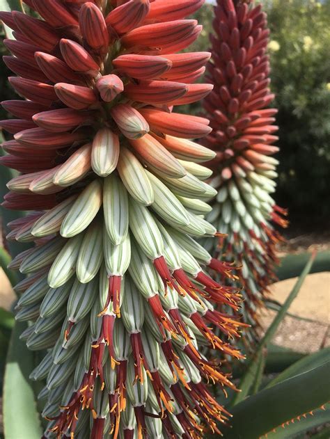 Check spelling or type a new query. Some super Aloe flower spikes for Super Tuesday! Courtesy ...