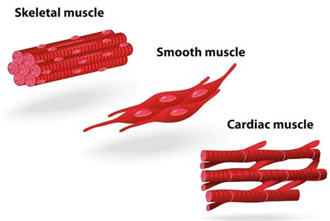 Muscle Tissue Types Diagram
