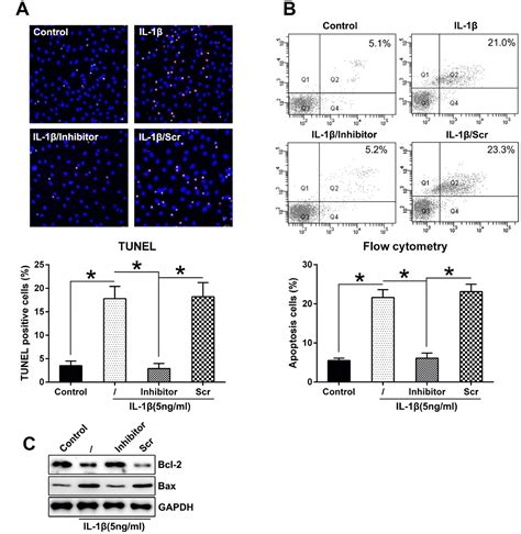 mir 27a promotes the autophagy and apoptosis of il 1β treated articular chondrocytes in