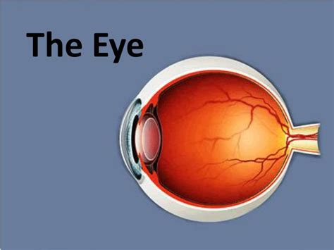 Ppt The Eye Powerpoint Presentation Free Download Id1761288
