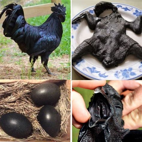 this is the ayam cemani chicken of indonesia it s a very rare breed the entire chicken is