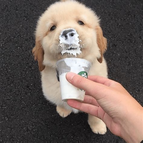 Starbucks Jaya One Has “puppuccino” For Coffee Dates With Your Furkids