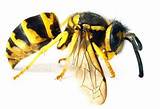 Best Pest Control For Yellow Jackets Images
