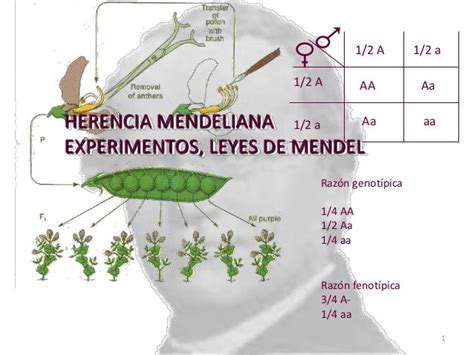 Herencia Mendeliana