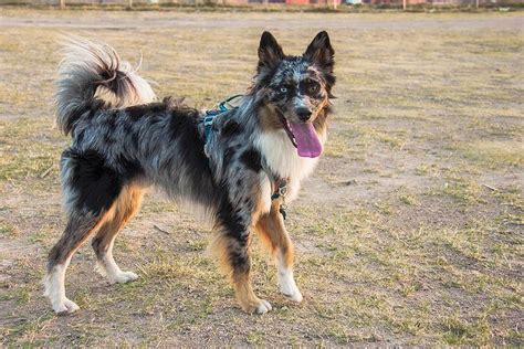 Perros Pastores Características Cuidados Y Razas Animalesmascotas