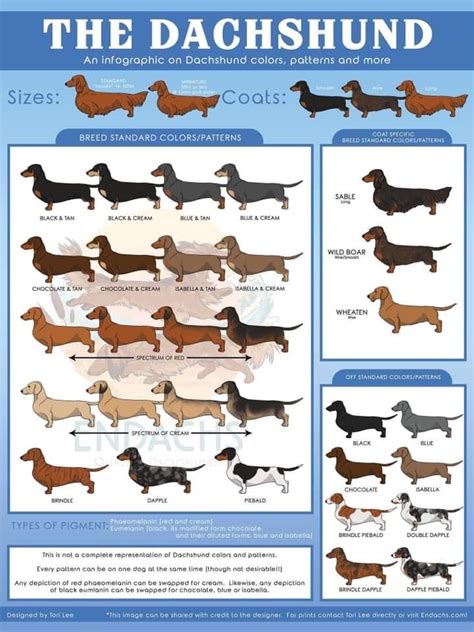 25 Colors And Patterns Of A Dachshund That You Never Knew Existed Artofit