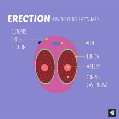 Clitoris And Vagina An Illustrated Guide Expert Sex Education Bish