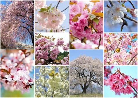 Sakura Flowers 10 Japanese Cherry Blossom Varieties Youll Fall In Love With Live Japan