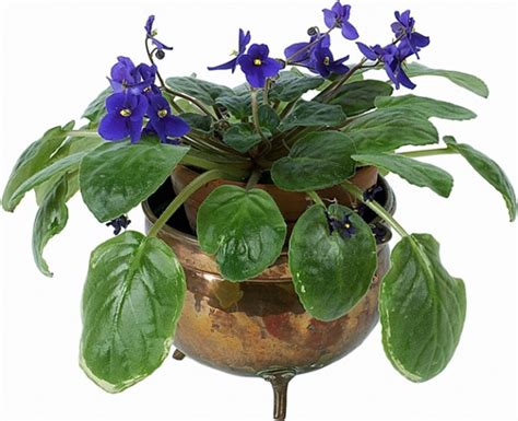 How To Repot African Violets Gardening Advice New England