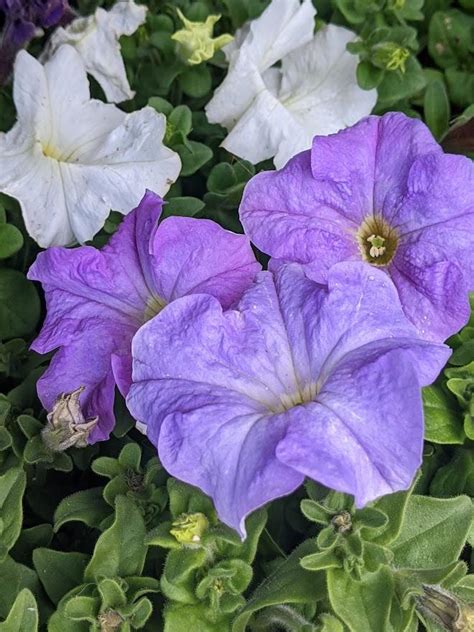 Photo Of The Bloom Of Petunia Dreams Waterfall Mixture Posted By Joy