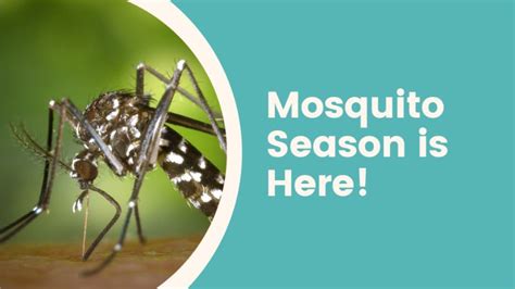 Mosquito Season Is Here Third Coast Home And Commercial Services