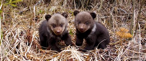 Feeding Time For Orphaned Bear Cubs Bear Cubs Bear Wildlife Society