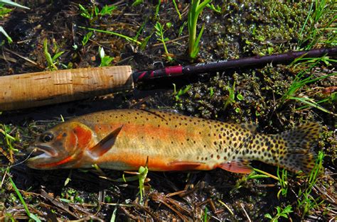 Cutthroat Trout Oncorhynchus Clarkii Idaho Fish And Game