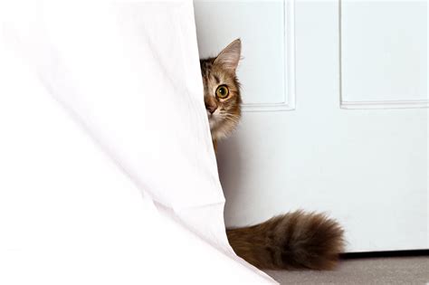 Why Do Cats Hide When Theyre Sick Popsugar Uk Pets