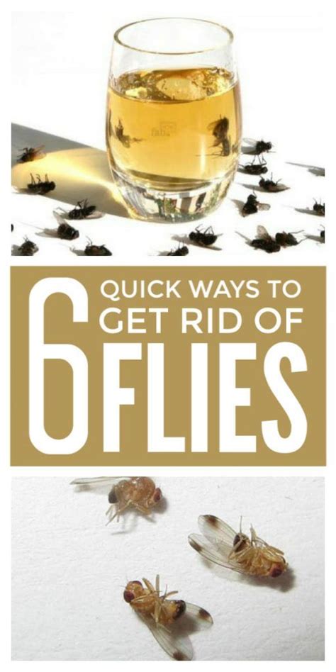 How Do I Get Rid Of Flies In My House Naturally Latest News