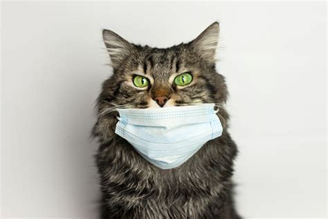If you are a cat owner, you must have to be alert. Cats Large and Small Can Contract COVID-19 - Atlanta ...