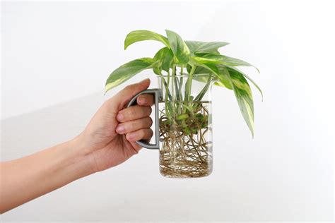 Enraizamento De Plantas Conhe A Um Dos Melhores M Todos Para A