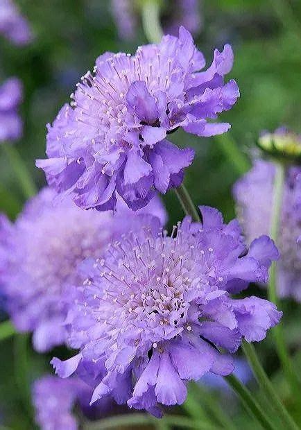 Scabiosa Purple Garden Pretty Flowers Beautiful Flowers