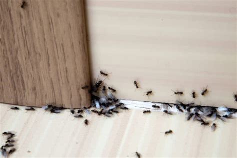 what causes and how to stop ants in the house homelyville
