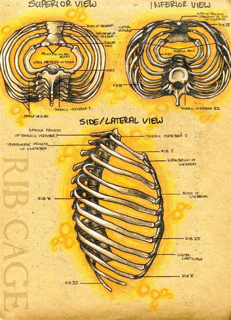Rib cage, in vertebrate anatomy, basketlike skeletal structure that forms the chest, or thorax, and is made up of the ribs and their corresponding attachments to the sternum (breastbone). Rib cage anatomy | Rib Cage Notes | Rib cage anatomy, Anatomy, Rib cage