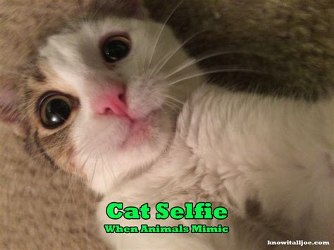 Know It All Joes Meme For The Day Cat Selfie Know It