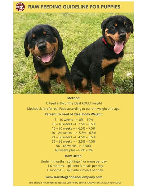 Whether you opt for dry kibble, wet food, homemade dog food or a raw diet for your rottweiler (all of which will be covered here today) you'll want to be sure the food meets these nutritional requirements: how much raw dog food to feed puppies raw dog food and ...