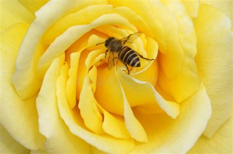 Bee On Rose Flower Stock Image Image Of Animals Macro 37277409