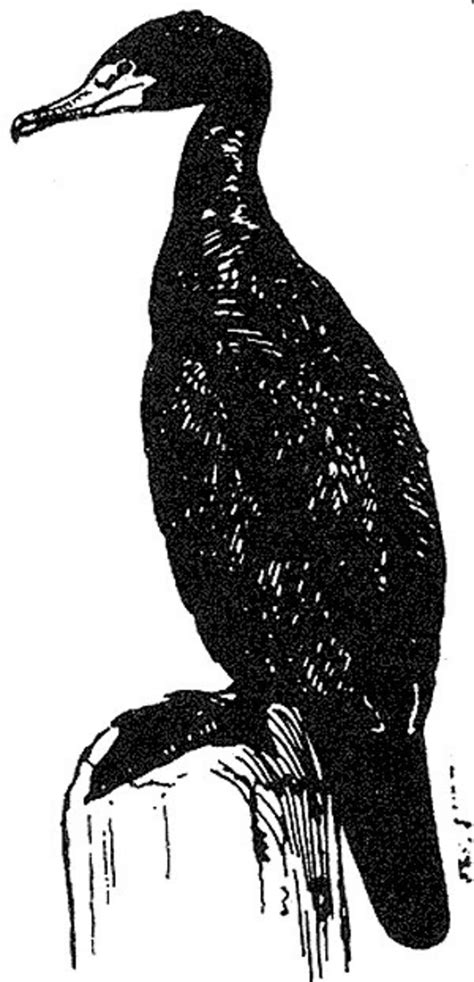 Free Picture Black And White Line Art Cormorant Bird