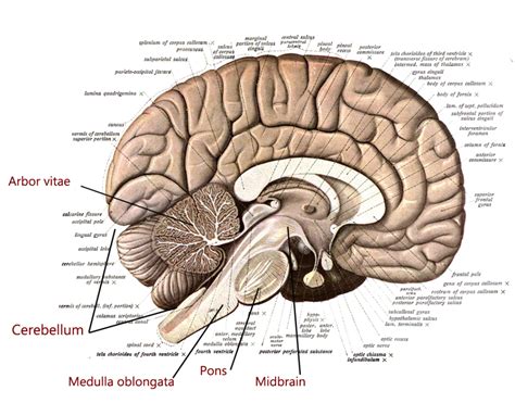 Brain Stem Models Labeled Brain Stem Lateral Labeled Nervous System My XXX Hot Girl