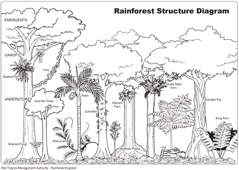 Tropical Rainforests Coloring Pages Coloring Home