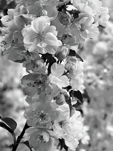 Cherry Blossom Black And White Vertical Photograph By Gill Billington